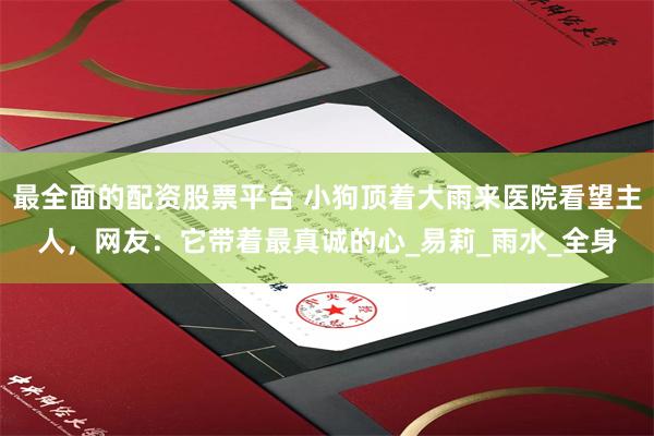 最全面的配资股票平台 小狗顶着大雨来医院看望主人，网友：它带着最真诚的心_易莉_雨水_全身
