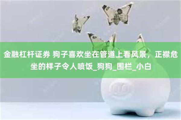 金融杠杆证券 狗子喜欢坐在管道上看风景，正襟危坐的样子令人喷饭_狗狗_围栏_小白